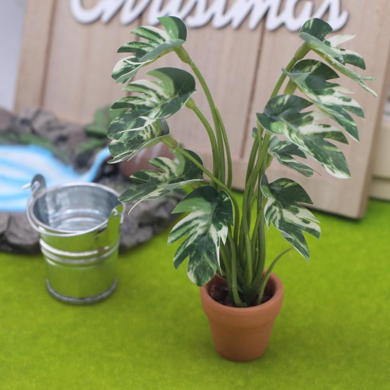 Bonsai Garden For Sale - Offerta Speciale: Pianta Verde Monstera in