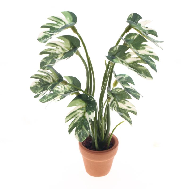Bonsai Gardener - Nuovo. 1 Pezzo Pianta Verde Monstera