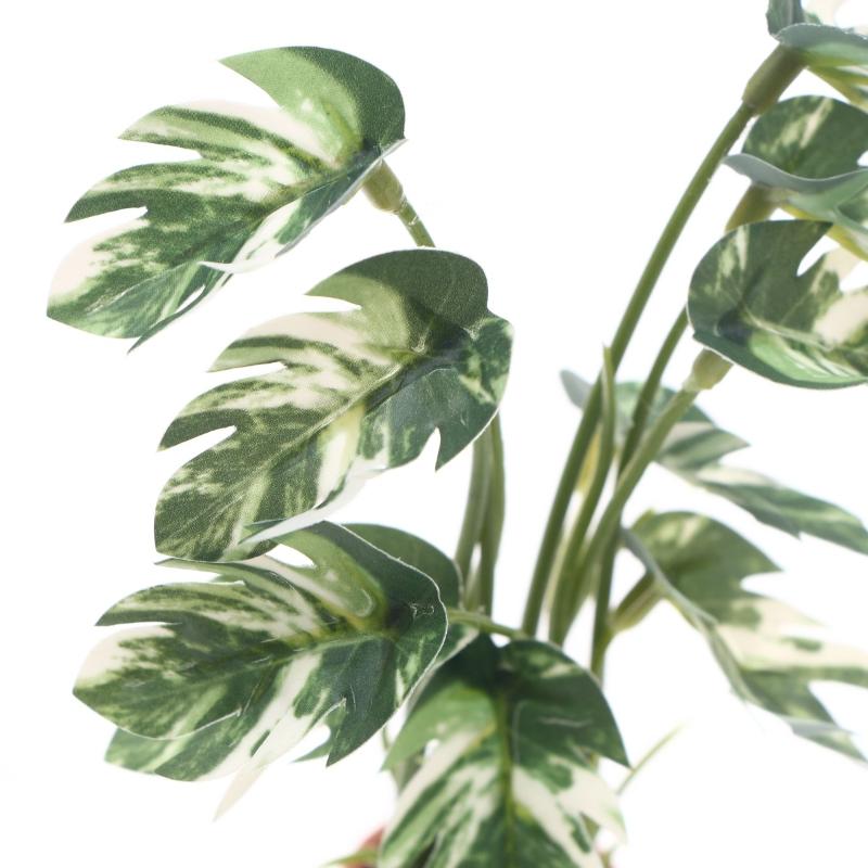 Nuova Offerta: Pianta Verde Mo - Bonsai Garden For Sale recensione e prezzo