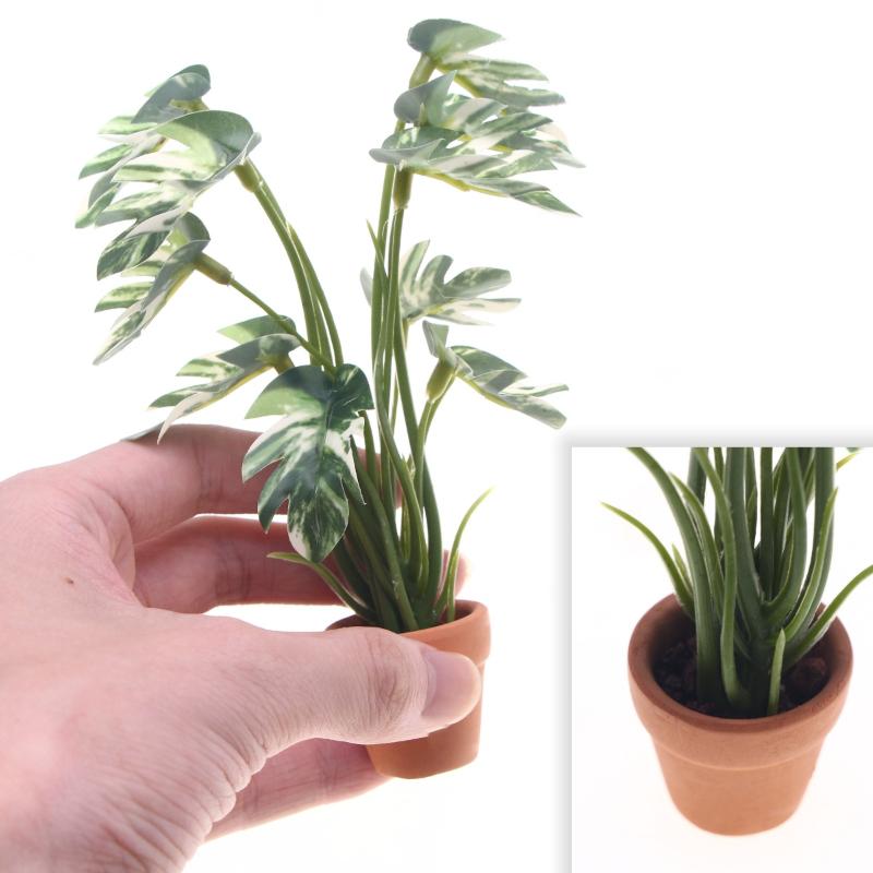 Nuova Offerta: Pianta Verde Mo - Bonsai Garden For Sale recensione e prezzo