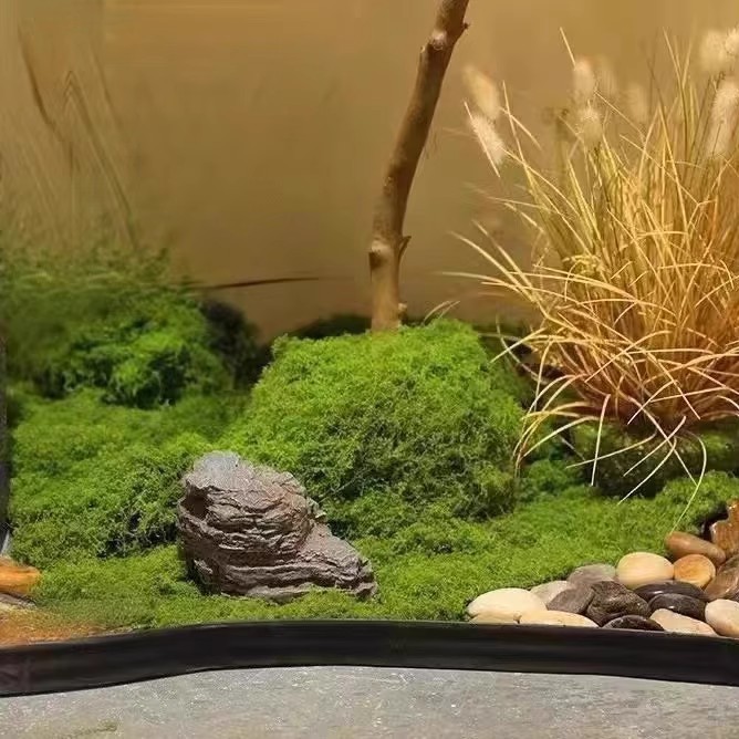 Muschio Eterno 200g per Artigi - Bonsai Garden Home recensione e prezzo