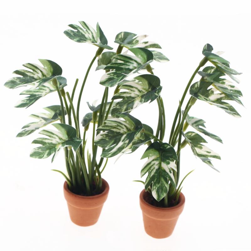 Nuovo. 1 Pezzo Pianta Verde Mo - Bonsai Gardener recensione e prezzo