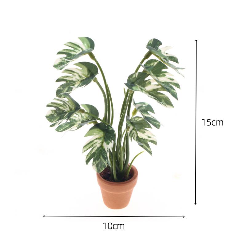 Nuovo. 1 Pezzo Pianta Verde Mo - Bonsai Gardener recensione e prezzo