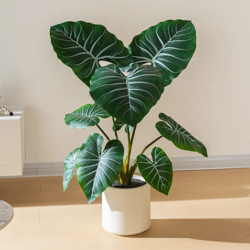 Offerta Speciale: Piccolo Bons - Bonsai Garden For Sale recensione e prezzo